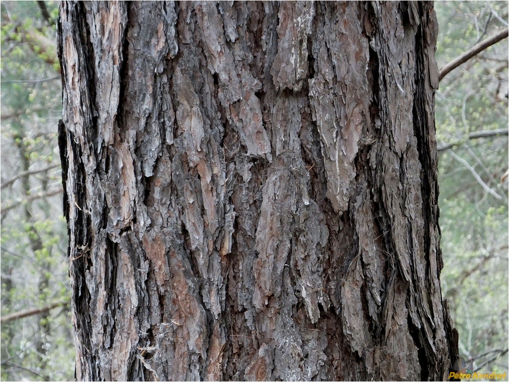 Image of Larix kaempferi specimen.