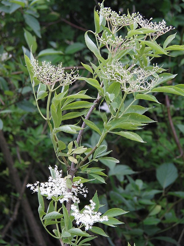 Изображение особи Sambucus nigra.