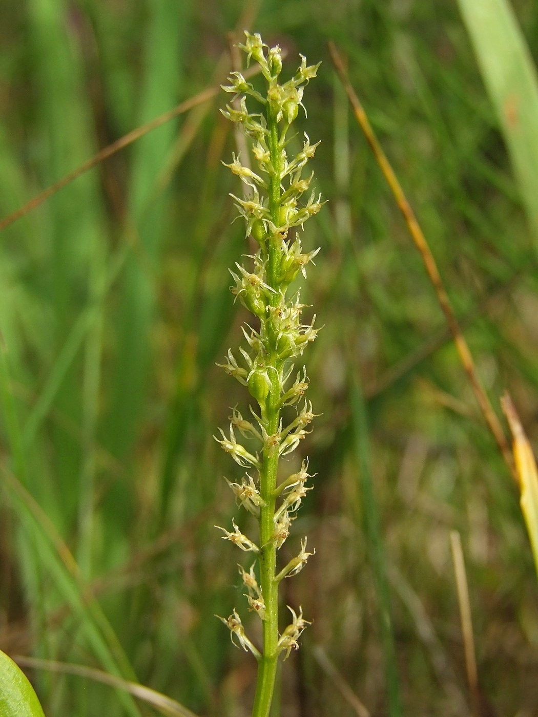 Image of Malaxis monophyllos specimen.