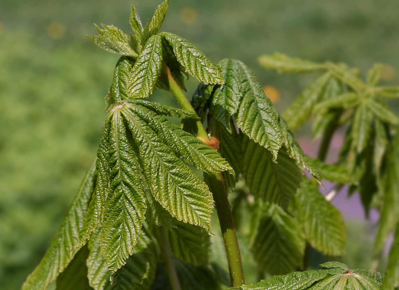 Image of Aesculus hippocastanum specimen.