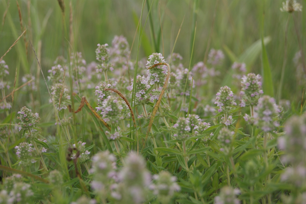 Image of Thymus marschallianus specimen.