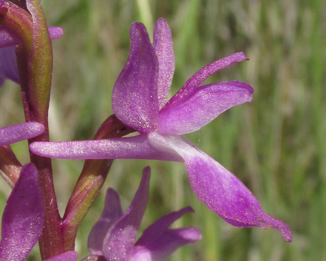 Image of Anacamptis laxiflora ssp. elegans specimen.