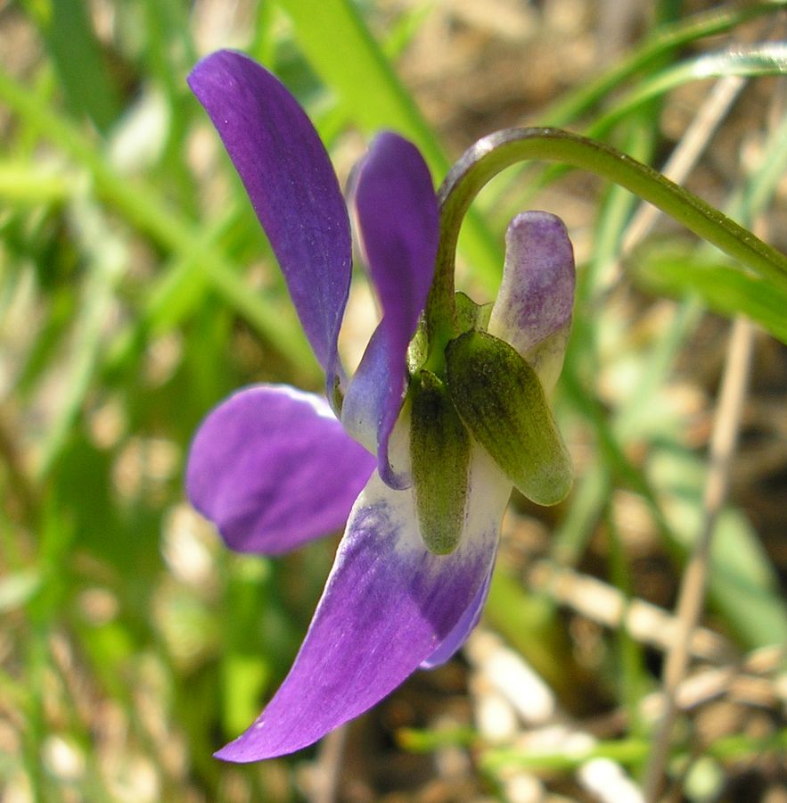 Image of Viola suavis specimen.