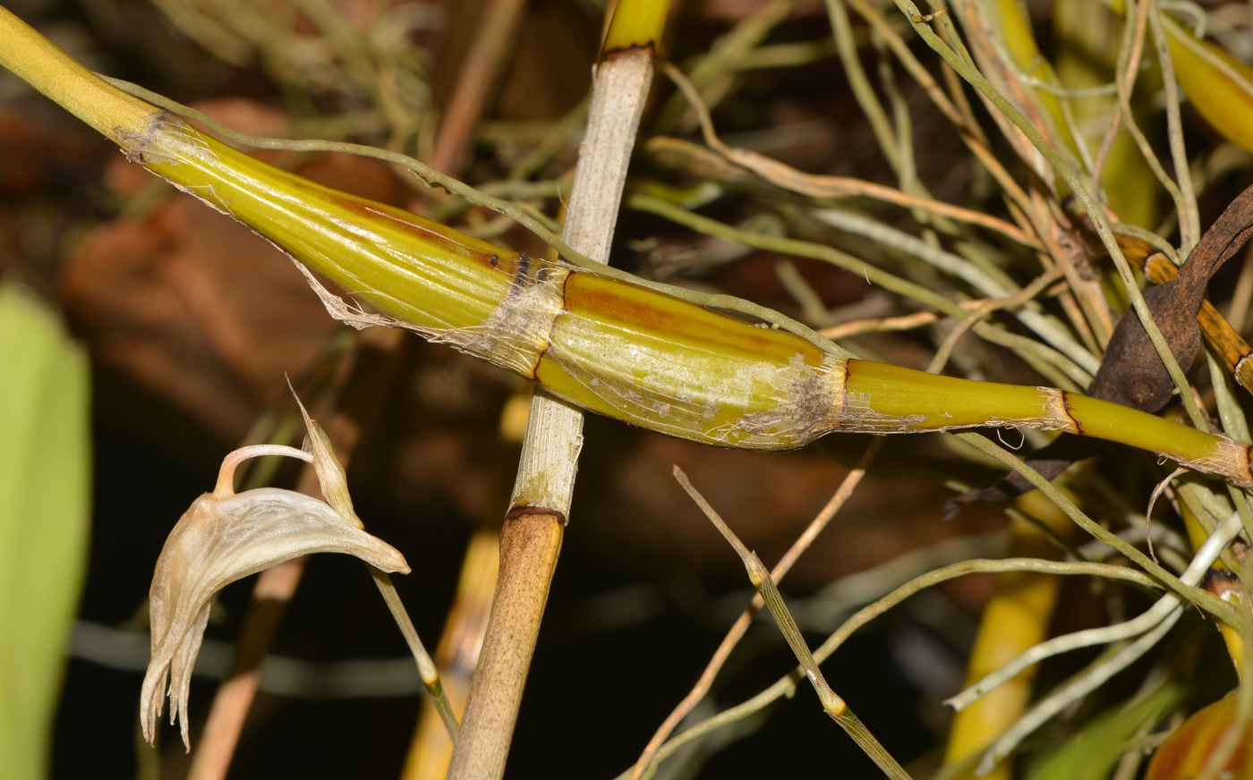 Image of Dendrobium crumenatum specimen.