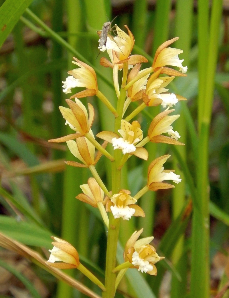 Изображение особи Oreorchis patens.