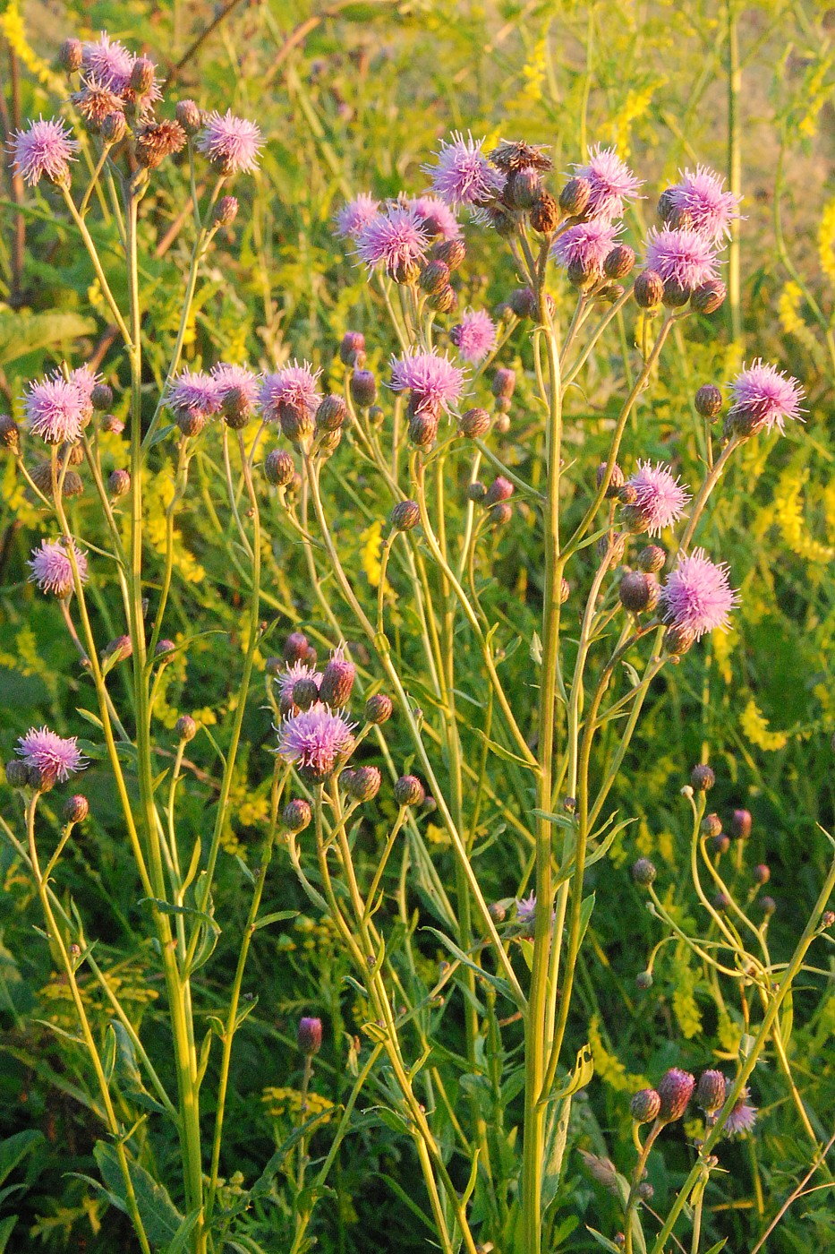 Изображение особи Cirsium setosum.