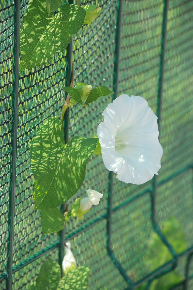 Изображение особи Calystegia silvatica.