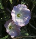 Convolvulus arvensis. Цветки. Крым, Сакский р-н, окр. пос. Прибрежное, орошаемый газон, сорное. 10.08.2017.