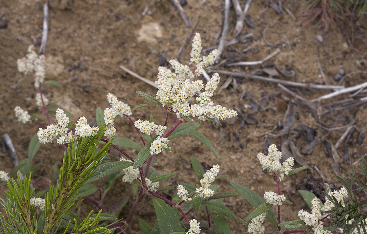 Image of Aconogonon ajanense specimen.