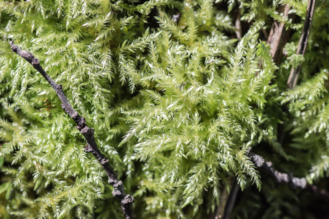 Image of Brachythecium rivulare specimen.