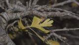 Crataegus aronia. Часть ветви с листьями в осенней окраске. Израиль, горный массив Хермон, долина Ман, выс. 1400 м н. у. м. 07.12.2017.