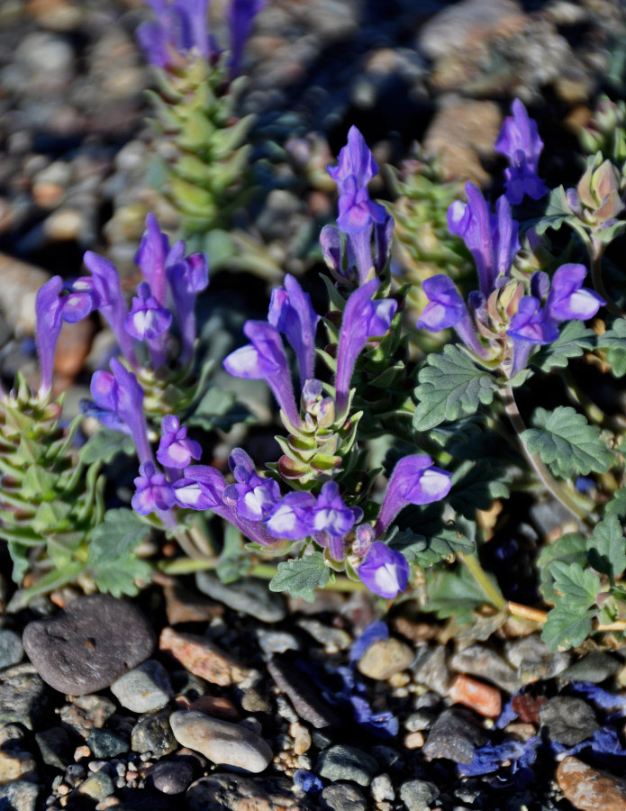 Изображение особи Scutellaria tuvensis.