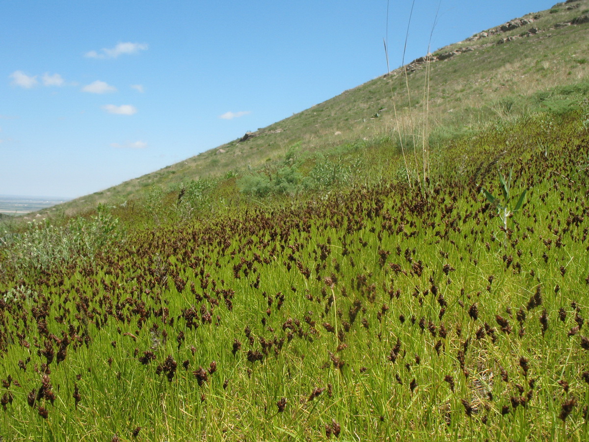 Image of Carex pachystylis specimen.