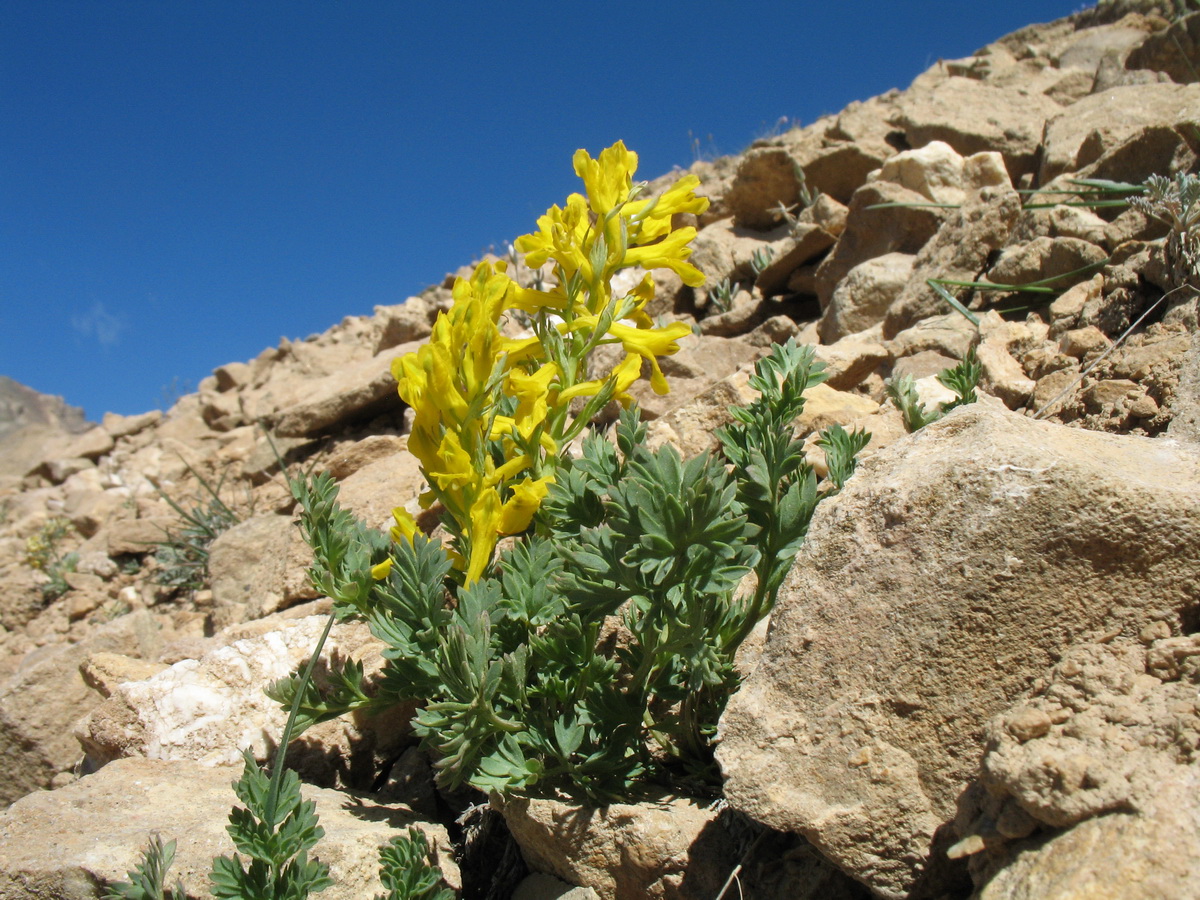 Image of Corydalis gortschakovii specimen.