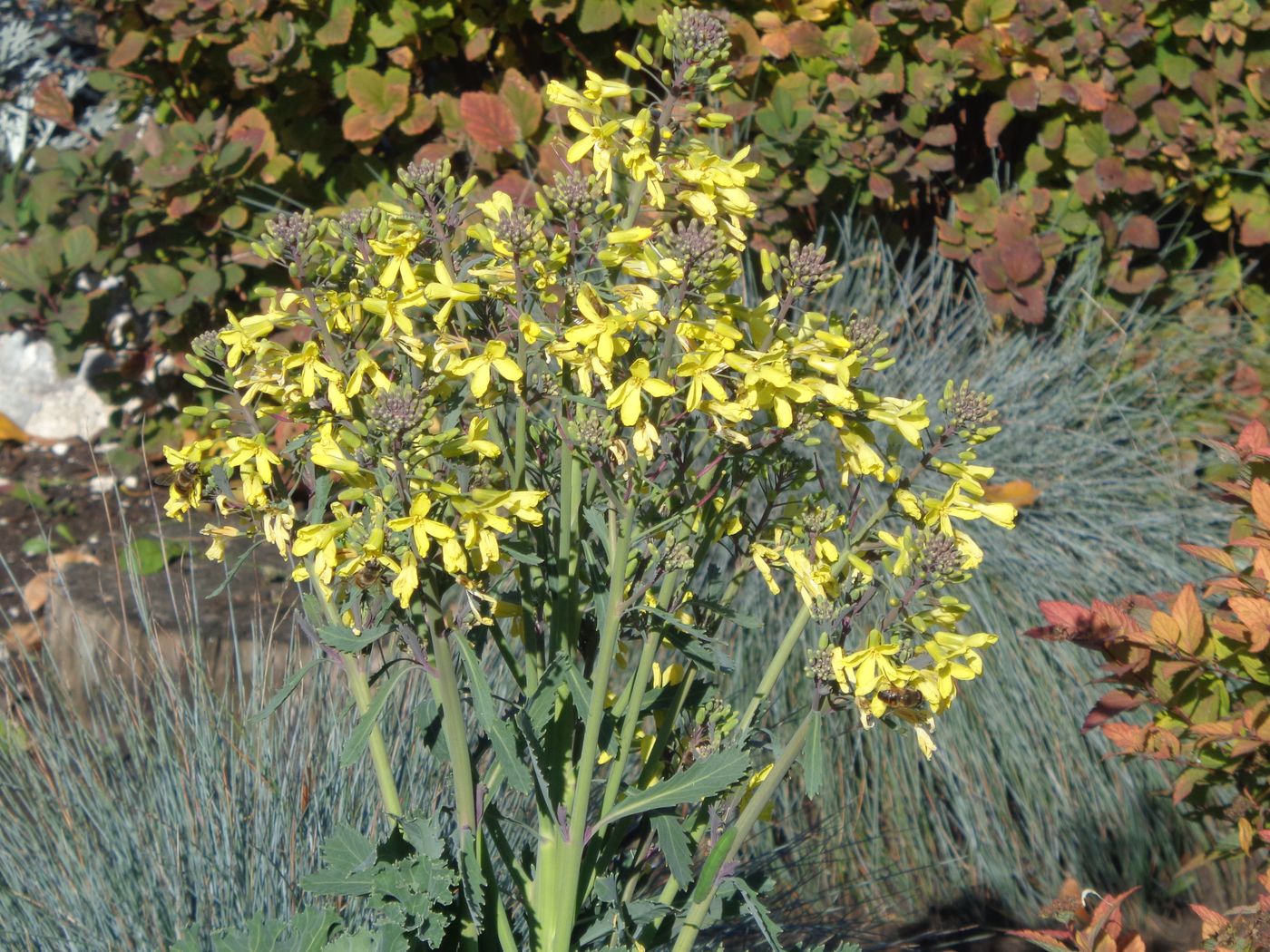 Изображение особи Brassica oleracea var. viridis.