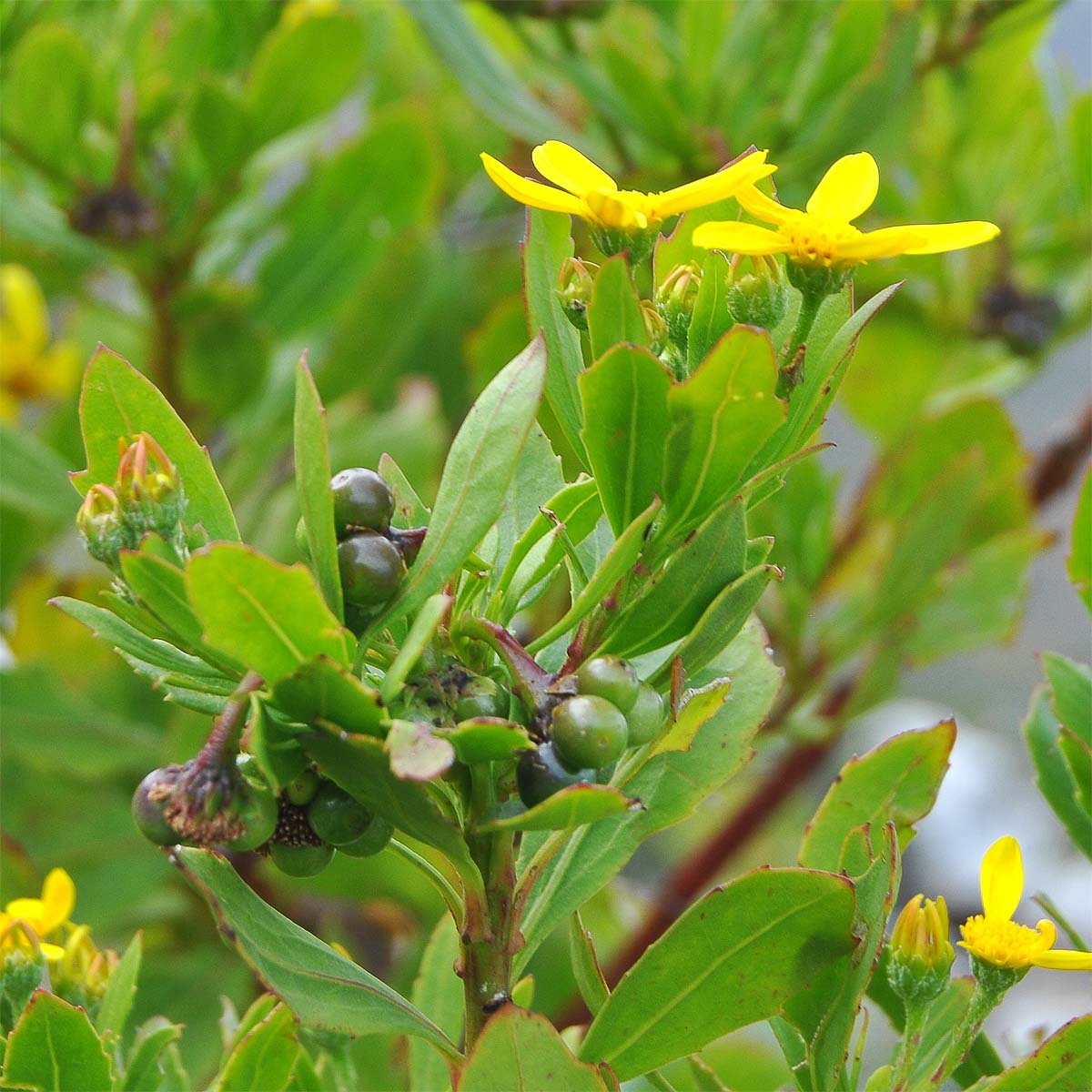 Image of Chrysanthemoides monilifera specimen.