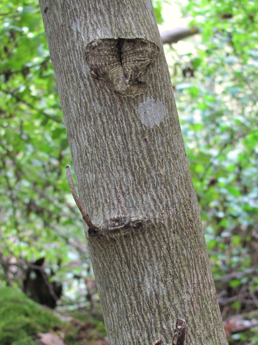 Image of Staphylea pinnata specimen.