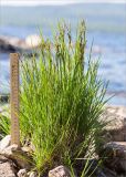 genus Carex. Плодоносящее растение. Мурманская обл., Кандалакшский р-н, восточный берег оз. Толванд, прибрежные валуны. 02.08.2018.