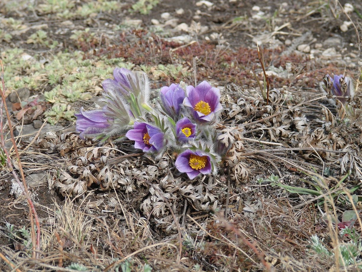 Image of Pulsatilla turczaninovii specimen.