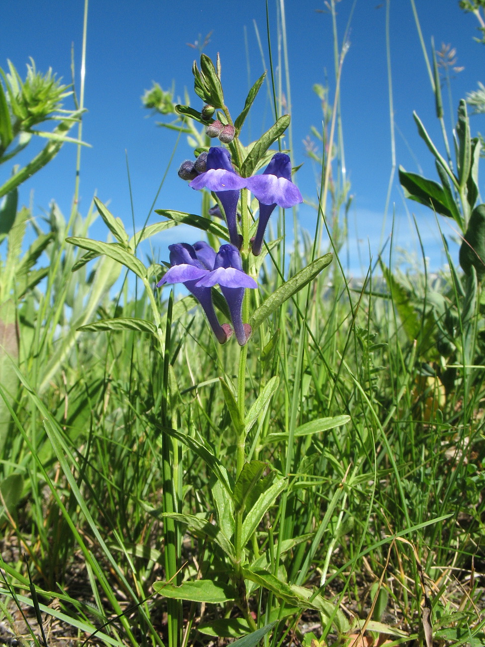 Изображение особи Scutellaria scordiifolia.