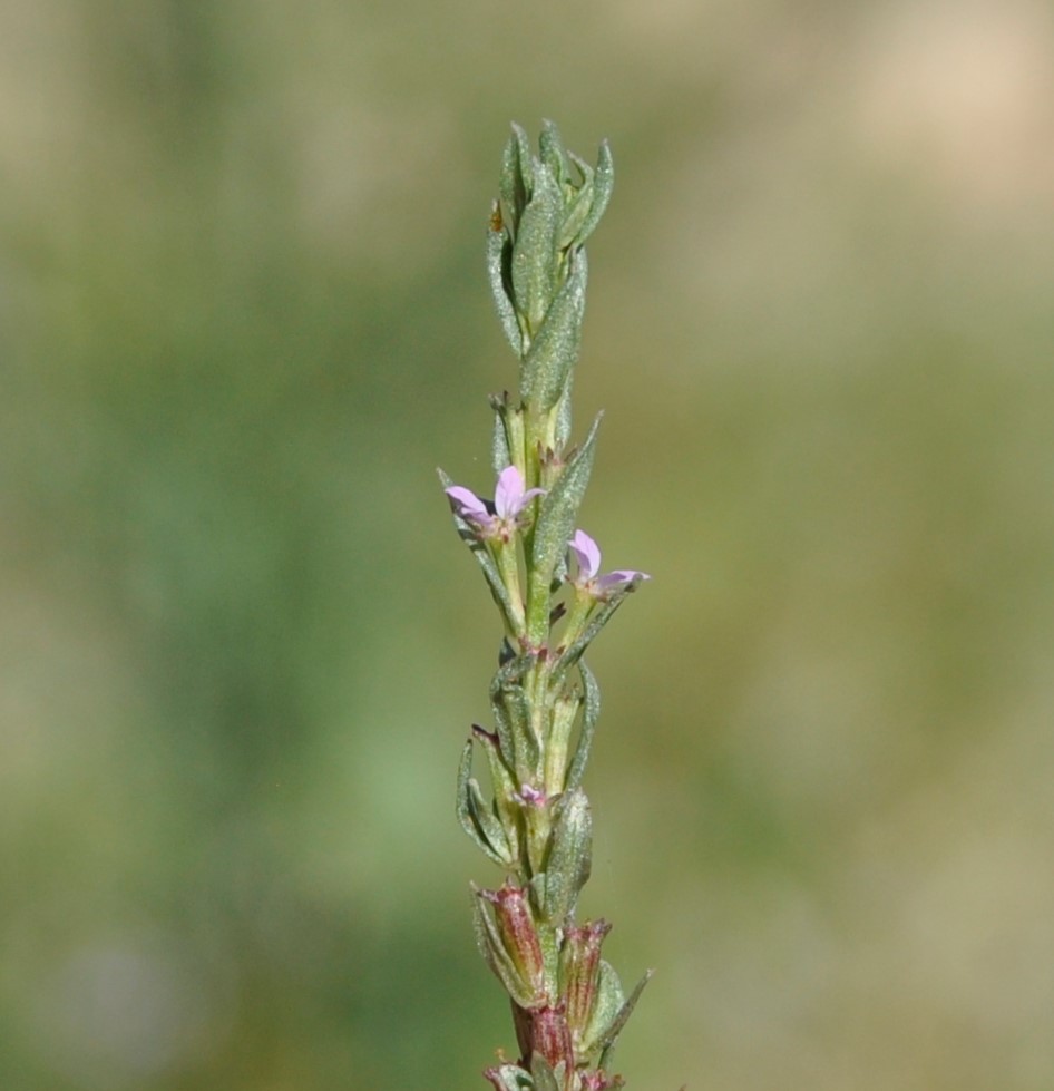 Image of Lythrum hyssopifolia specimen.