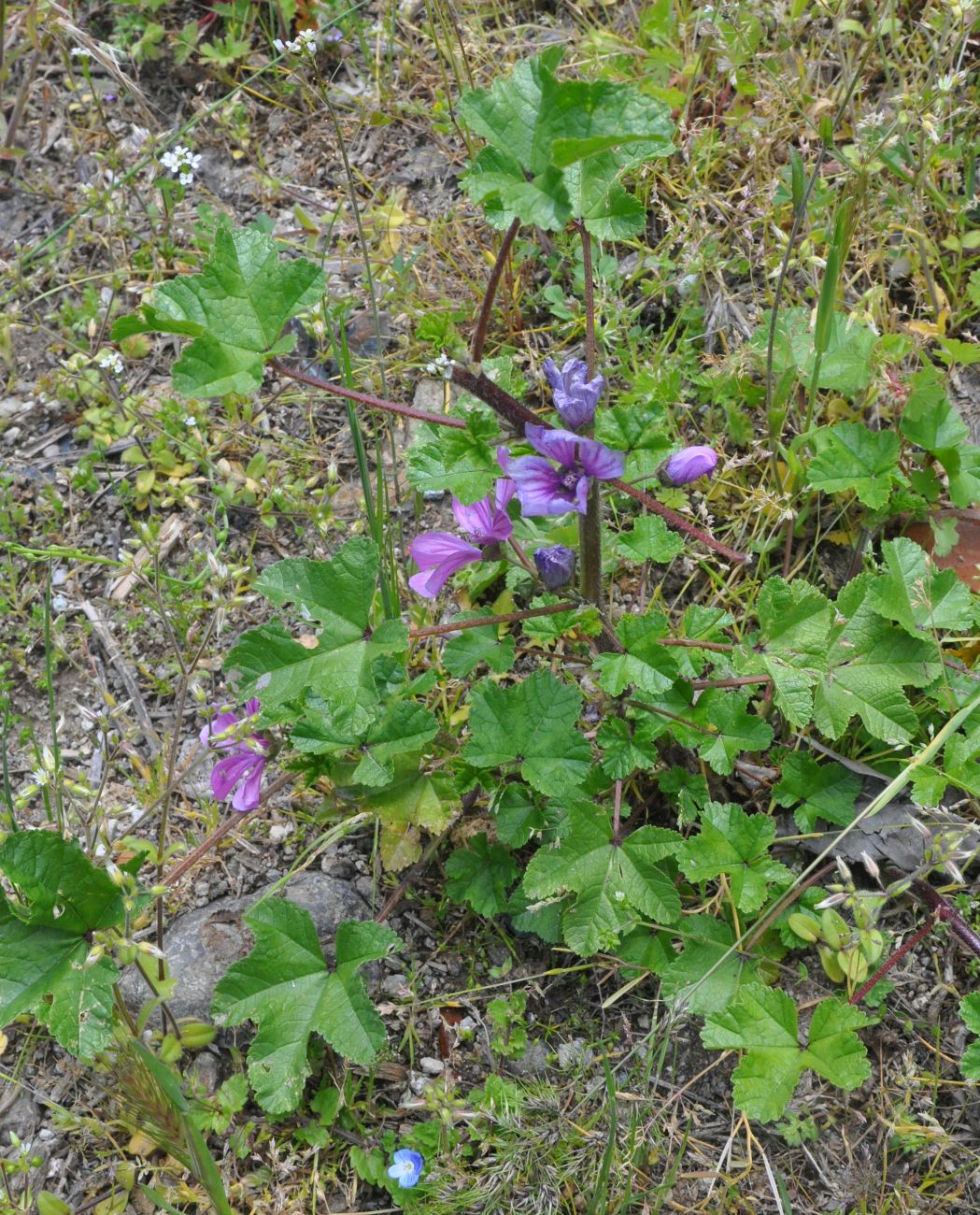 Image of Malva mauritiana specimen.