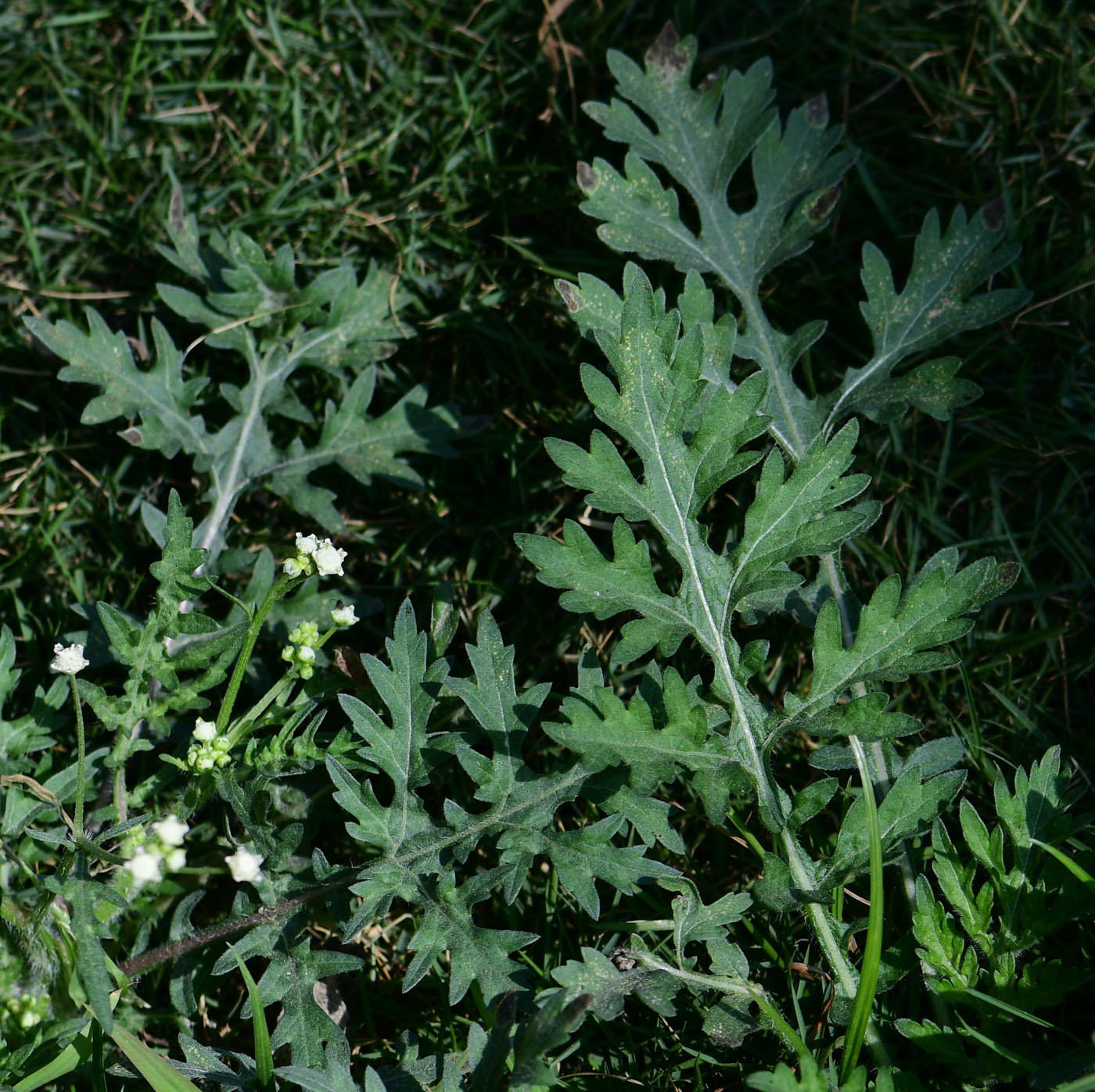 Image of Parthenium hysterophorus specimen.