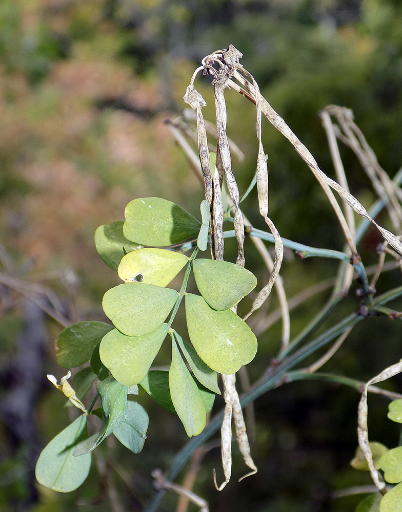 Изображение особи Hippocrepis emeroides.