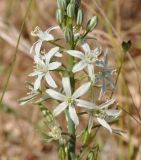 Ornithogalum narbonense