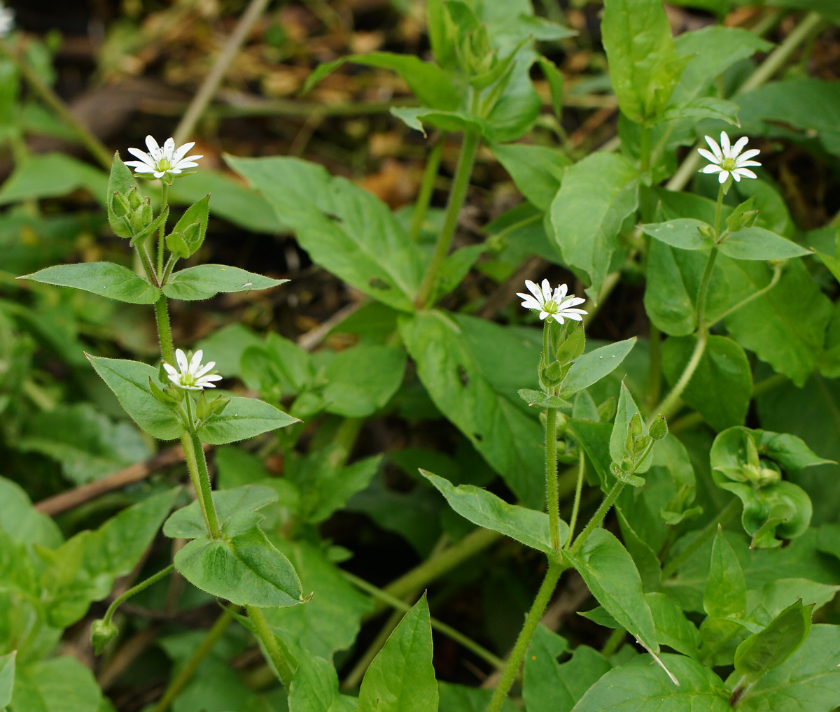 Image of Myosoton aquaticum specimen.