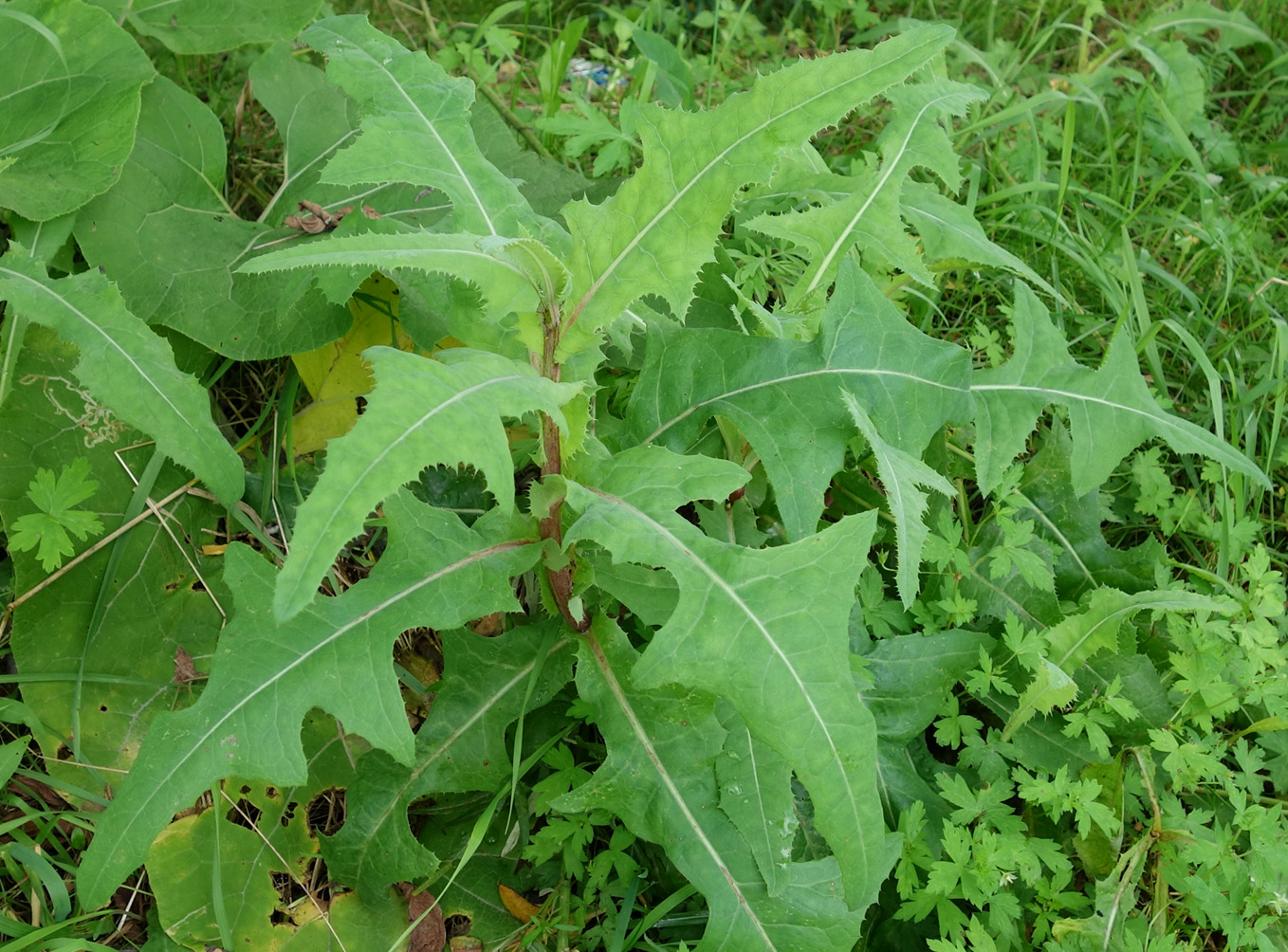 Изображение особи род Sonchus.