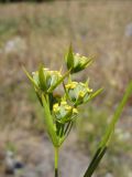 Bupleurum pachnospermum