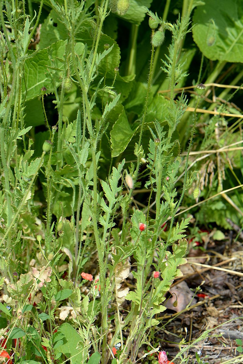 Image of Papaver rhoeas specimen.