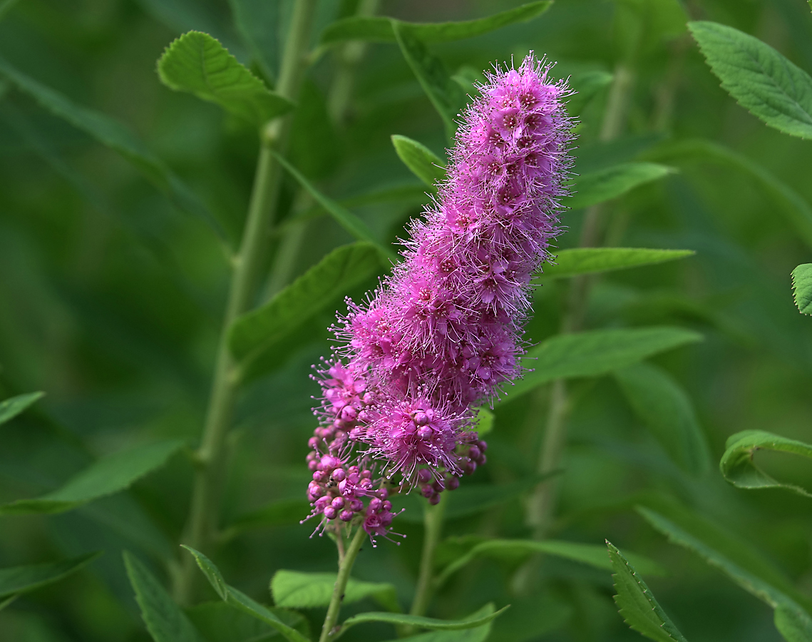 Изображение особи Spiraea &times; billardii.