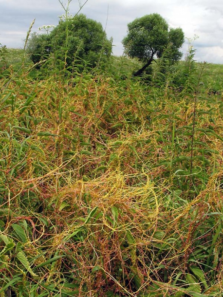 Image of Cuscuta europaea specimen.