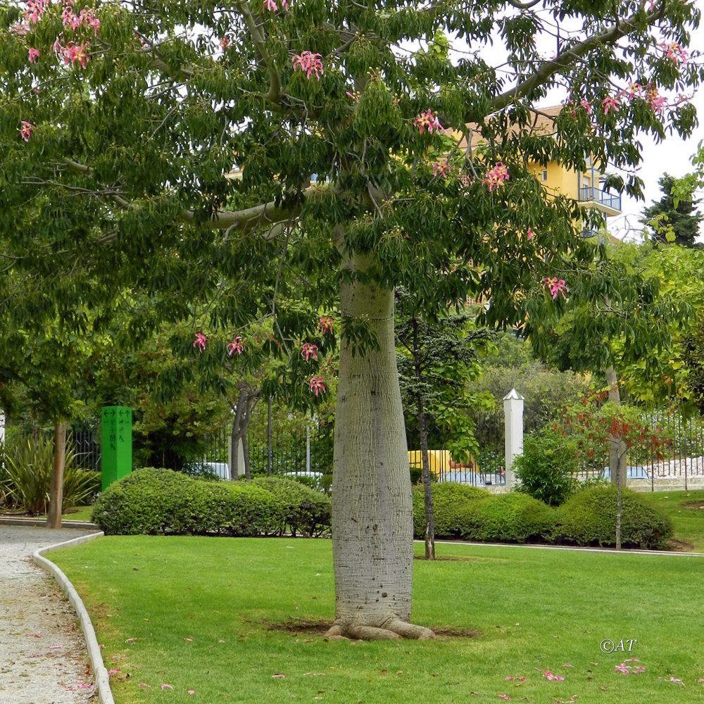 Изображение особи Ceiba speciosa.