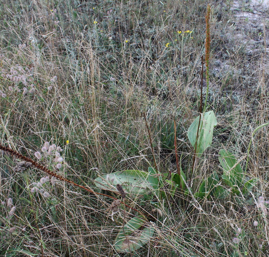 Image of Plantago cornuti specimen.