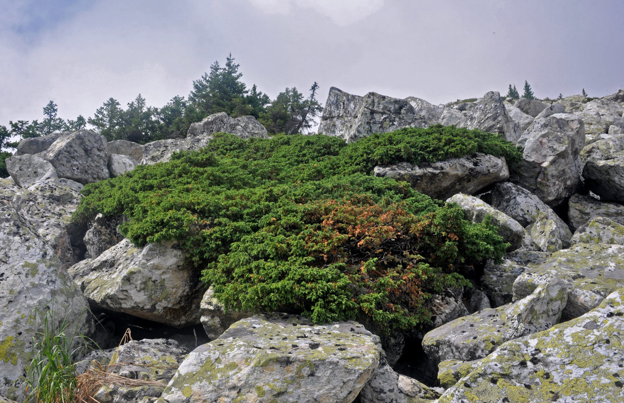 Изображение особи Juniperus sibirica.