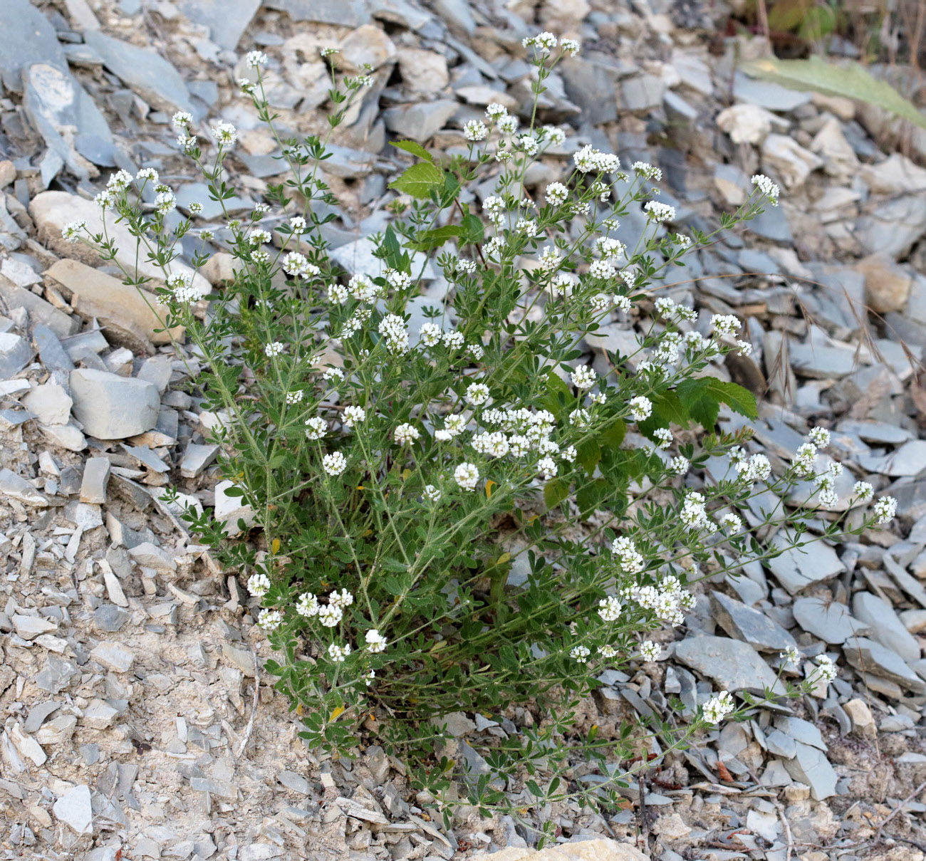 Image of Dorycnium herbaceum specimen.