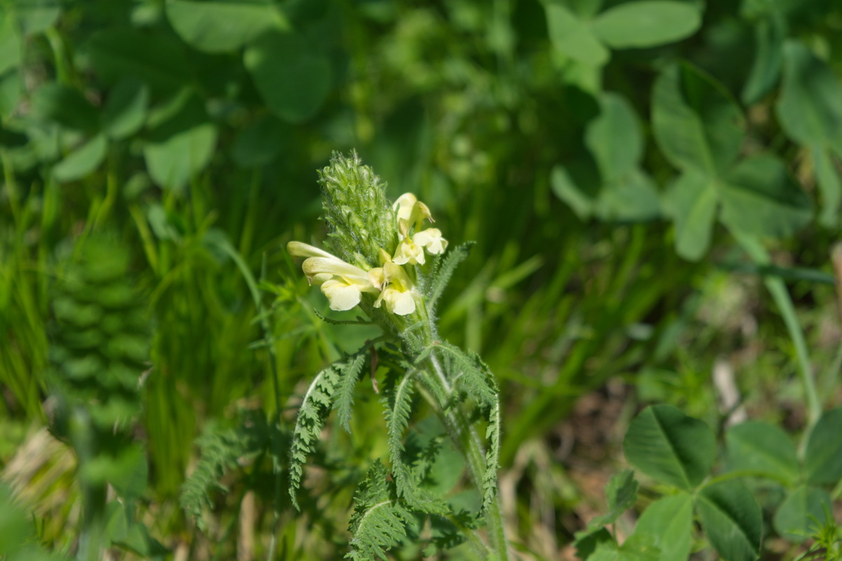 Изображение особи род Pedicularis.