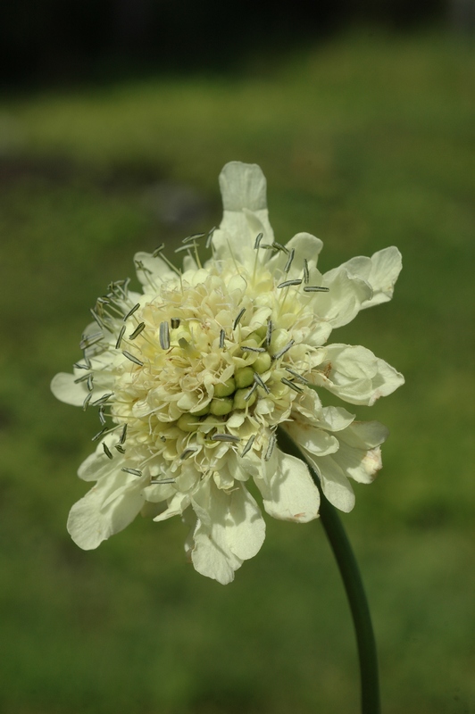 Изображение особи Cephalaria gigantea.