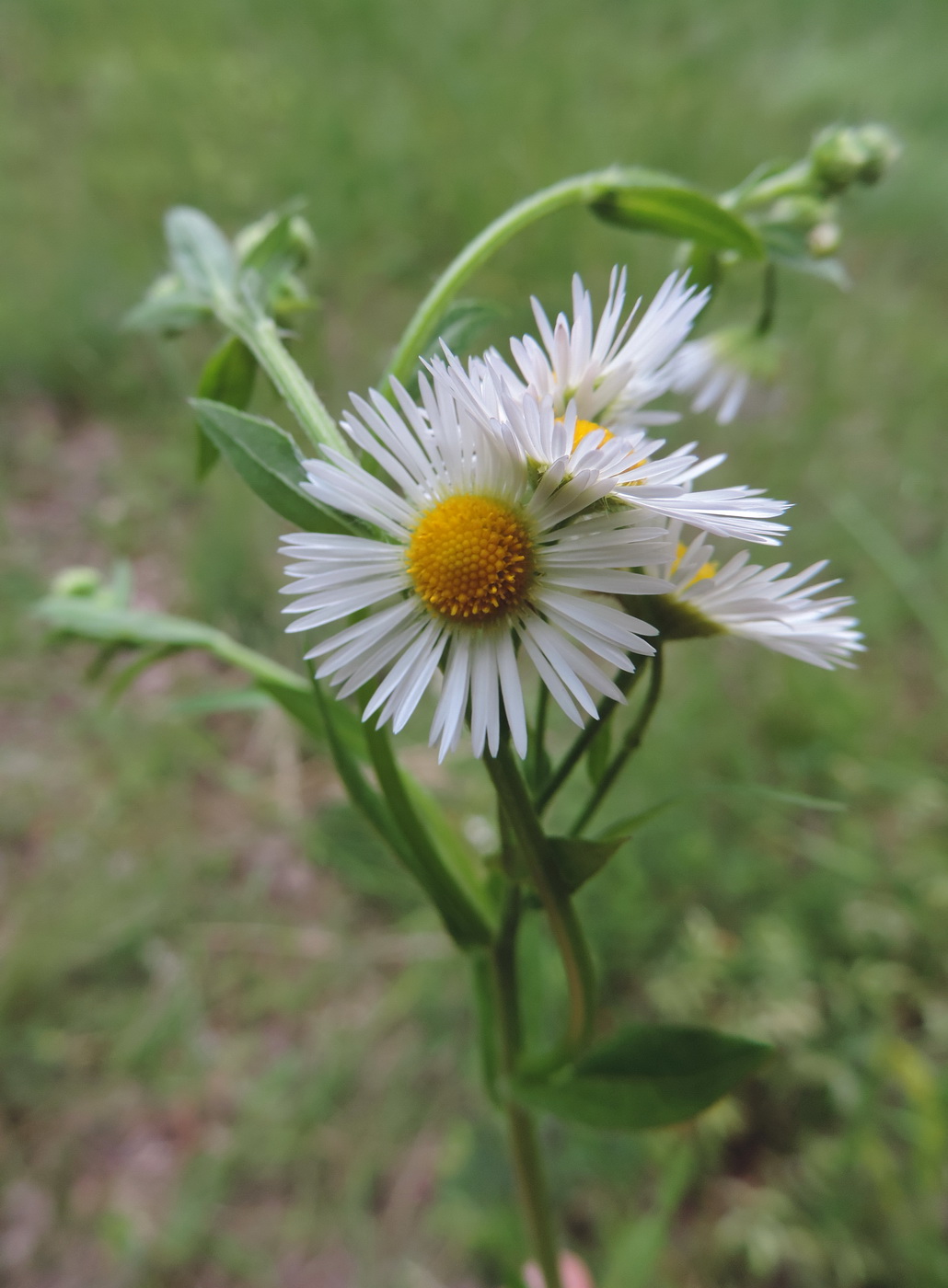 Изображение особи Erigeron annuus.