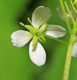 Cardamine macrophylla