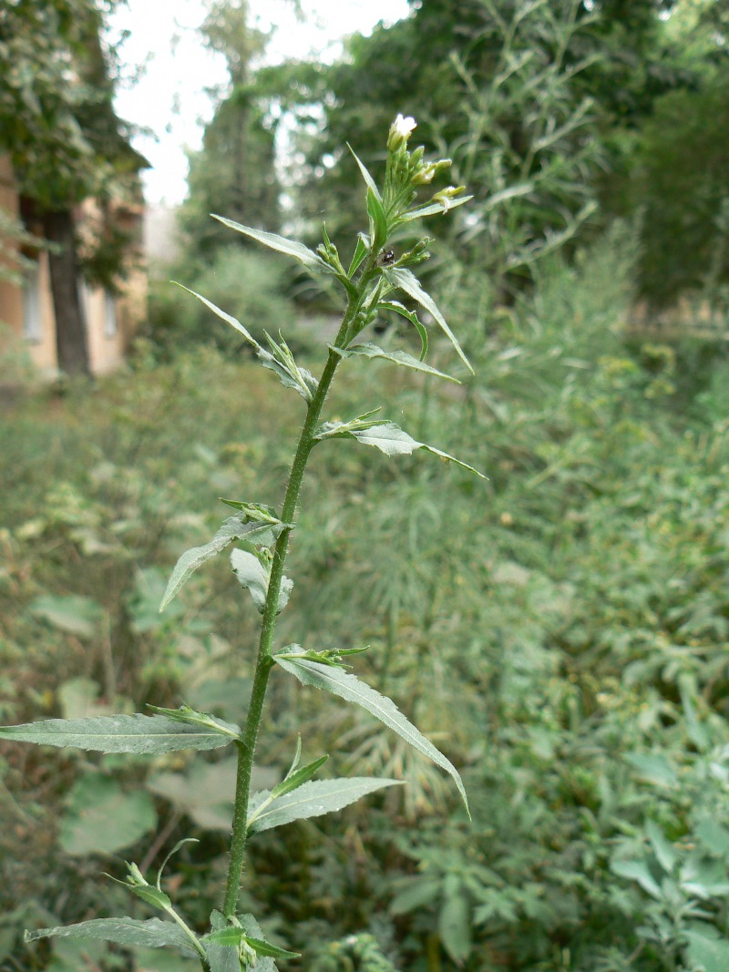 Image of Arabis pendula specimen.