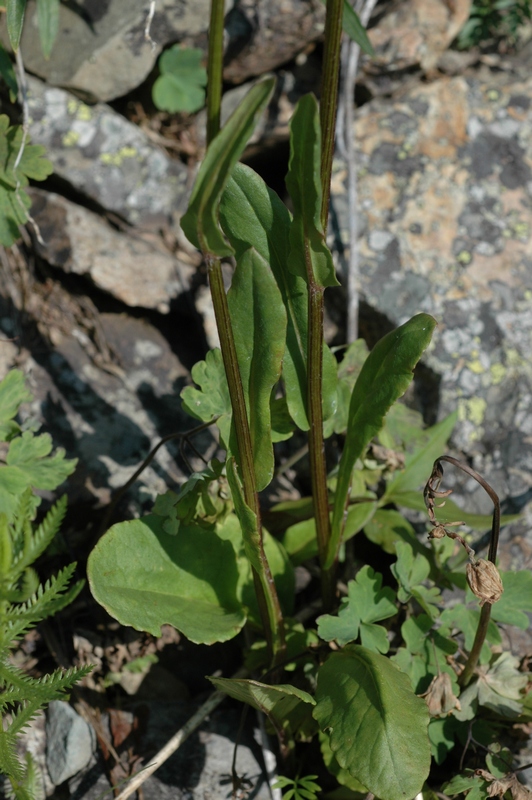 Image of Tephroseris integrifolia specimen.