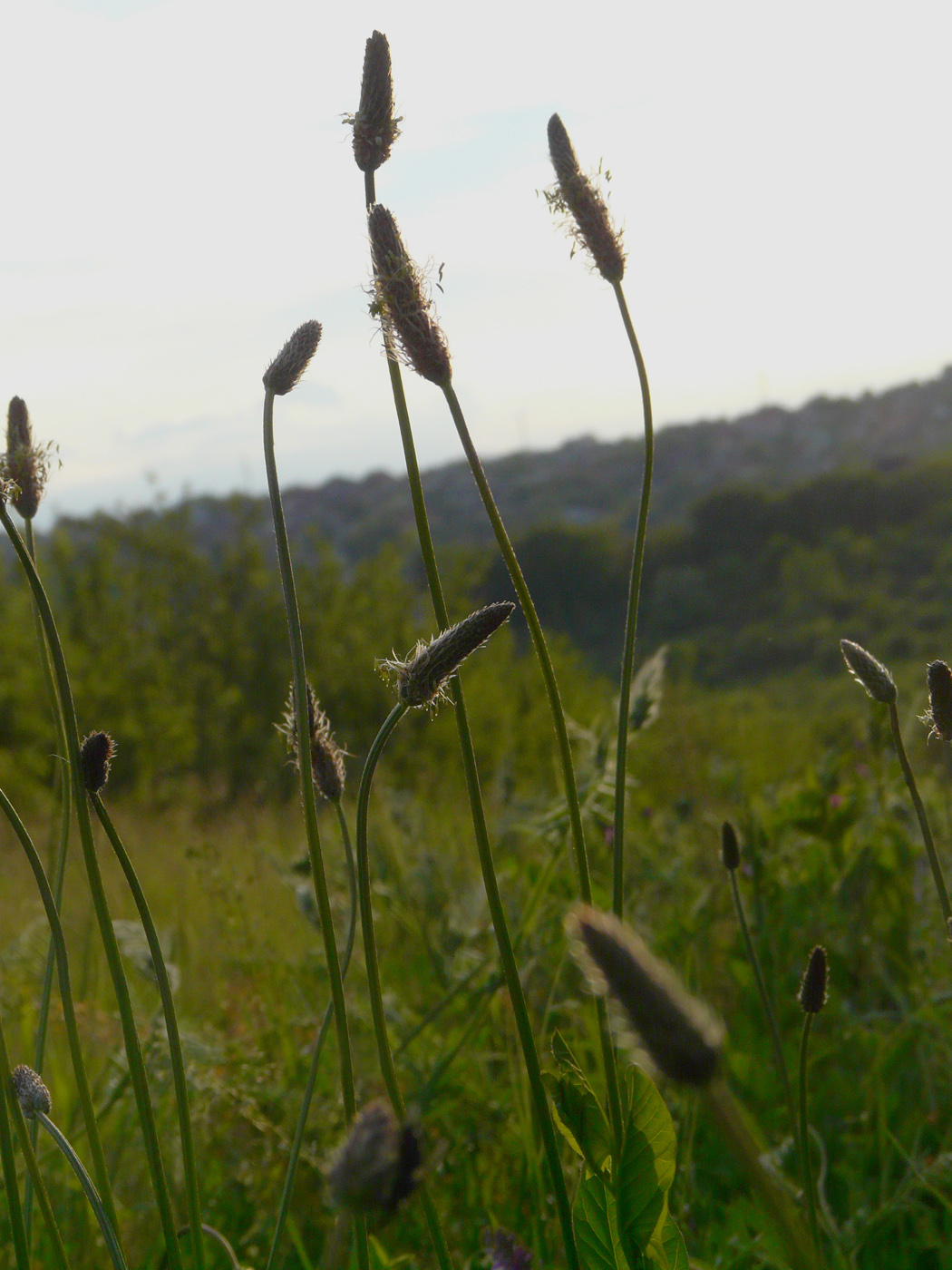 Изображение особи Plantago lanceolata.