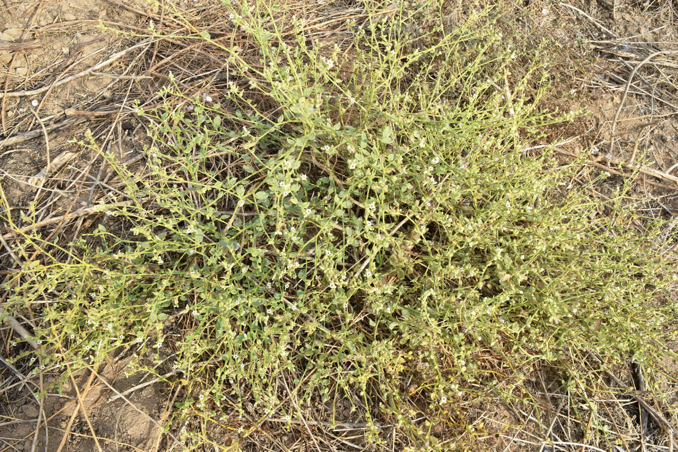 Image of Heliotropium dasycarpum specimen.