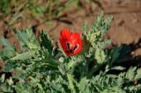 Glaucium corniculatum. Верхушка цветущего растения. Крым, Ленинский р-н, с. Новоотрадное, подножие степного склона. 10.05.2021.