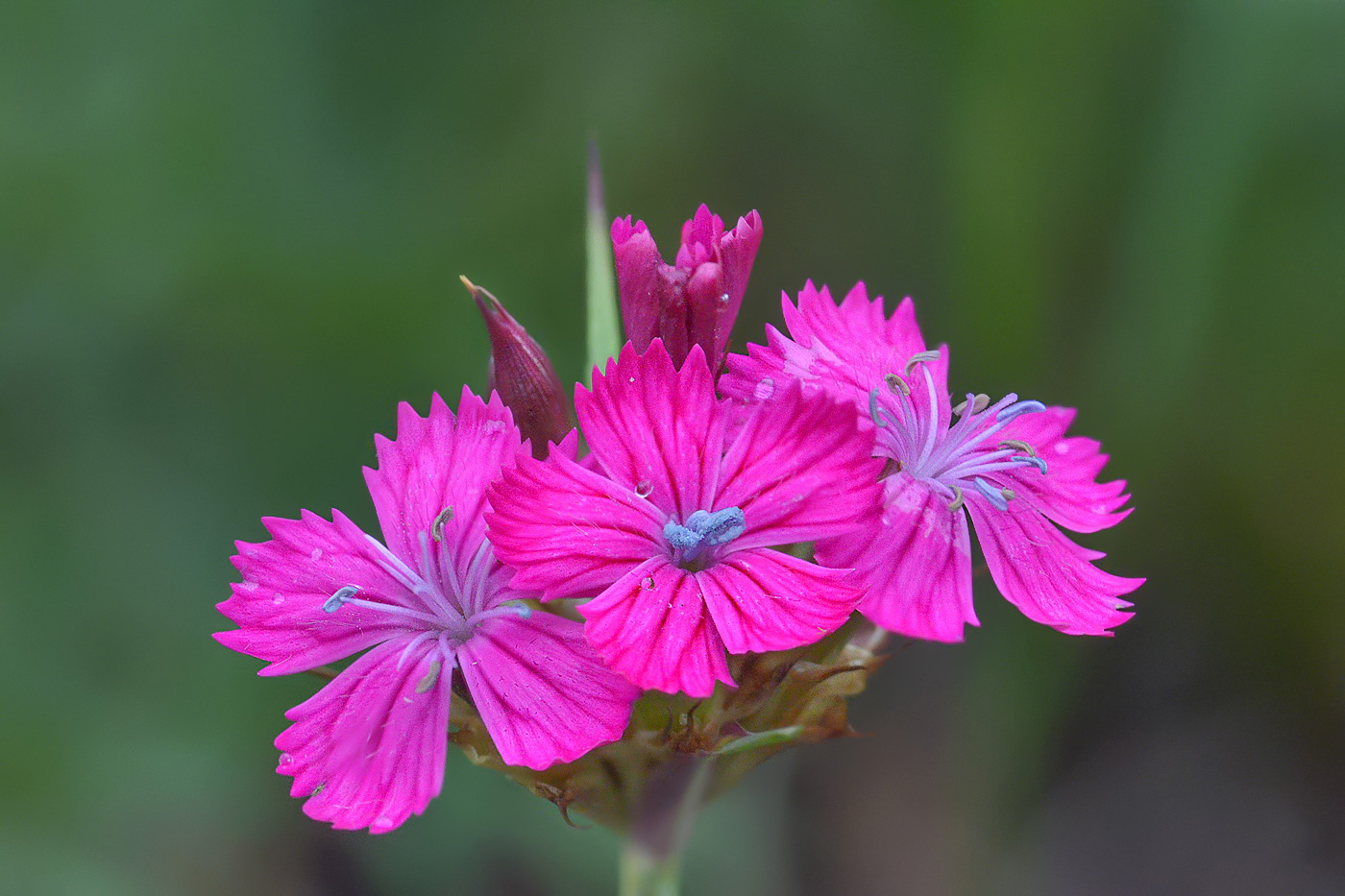 Image of Dianthus ruprechtii specimen.