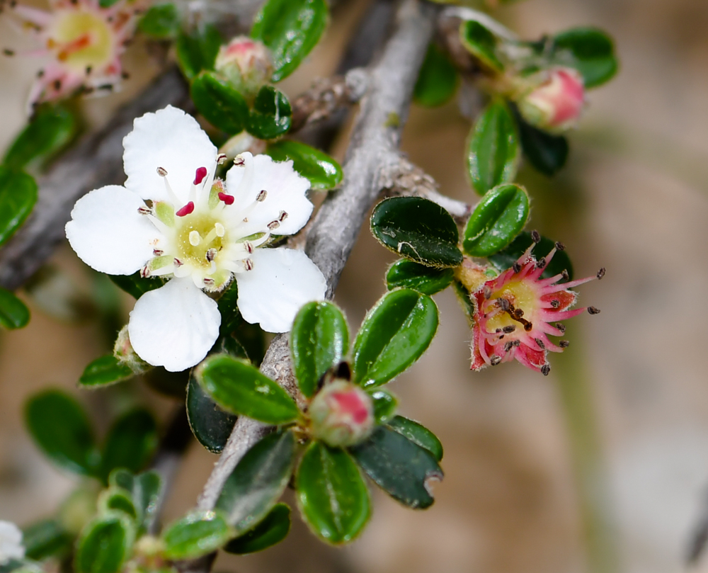 Image of Cotoneaster microphyllus specimen.